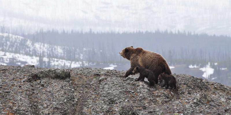 驱动绿色未来：河北卓越机电高效节能电机在中央空调系统中的核心应用与能效深度解析
